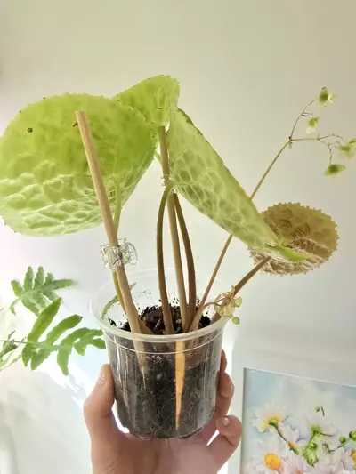 plant/Begonia Natunaensis-2-thumbnail