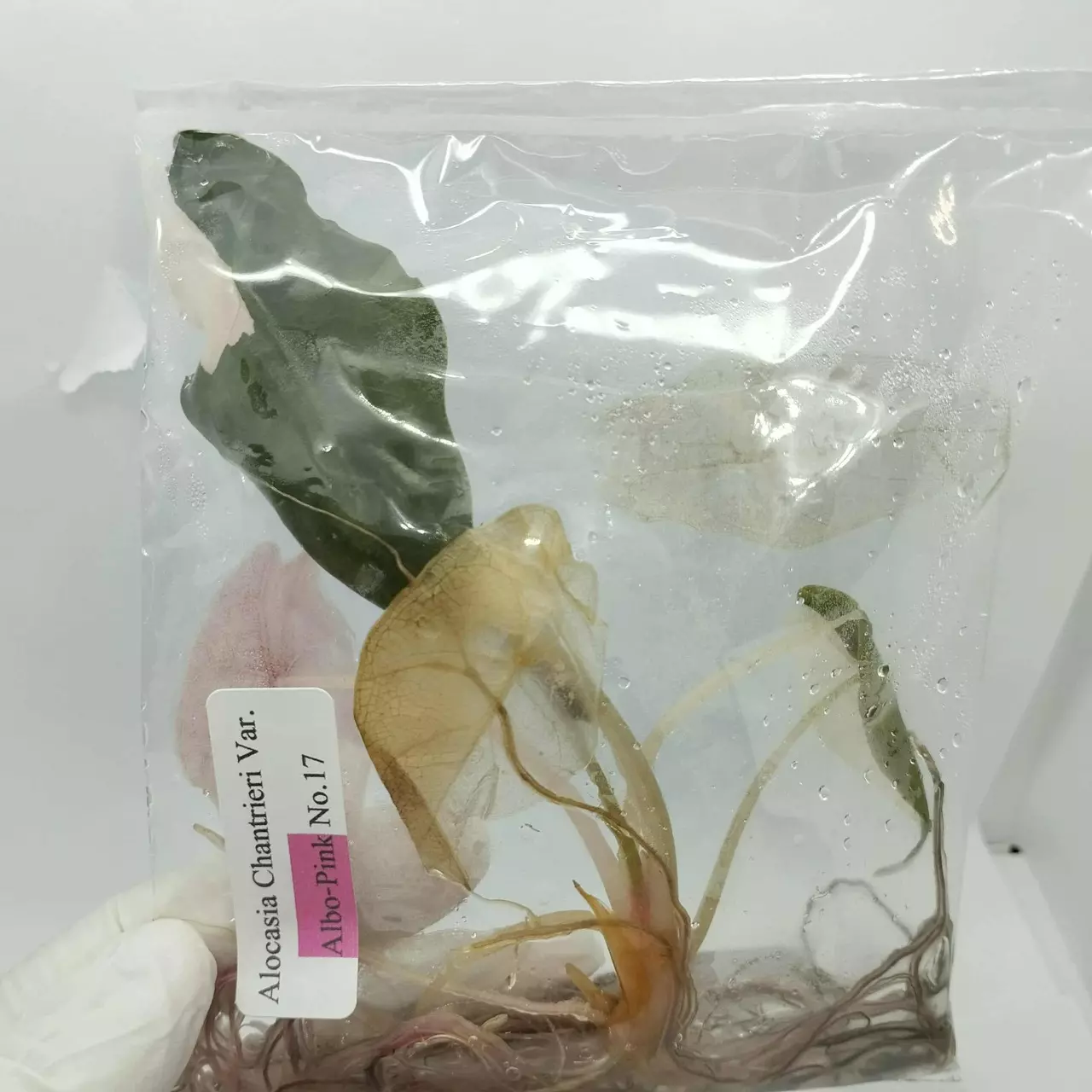 plant/pre-order Pink Chan buyers choice-0