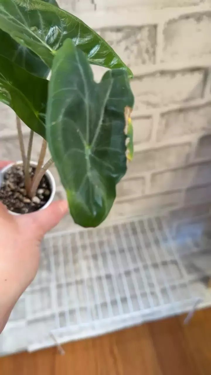 plant/Alocasia Ivory Coast 2in pot C-3