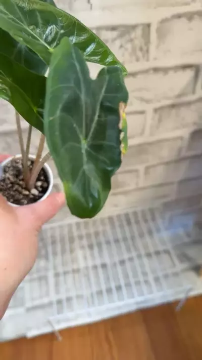 plant/Alocasia Ivory Coast 2in pot C-3-thumbnail