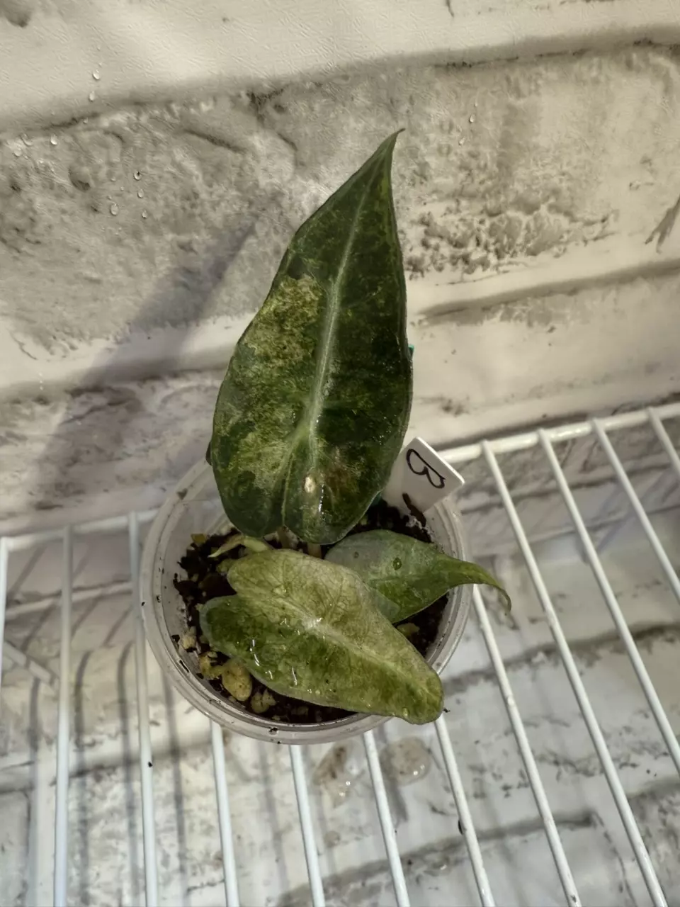 plant/Alocasia Polly Aurea 2in pot (from corm) B-0