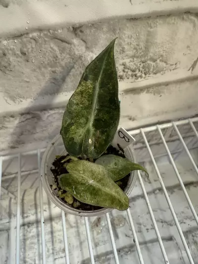 plant/Alocasia Polly Aurea 2in pot (from corm) B-0-thumbnail