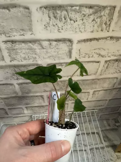 plant/Alocasia Jacklyn 2in pot C-1-thumbnail