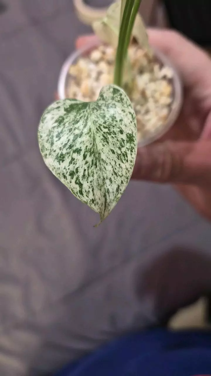 plant/Monstera Mint starter-1