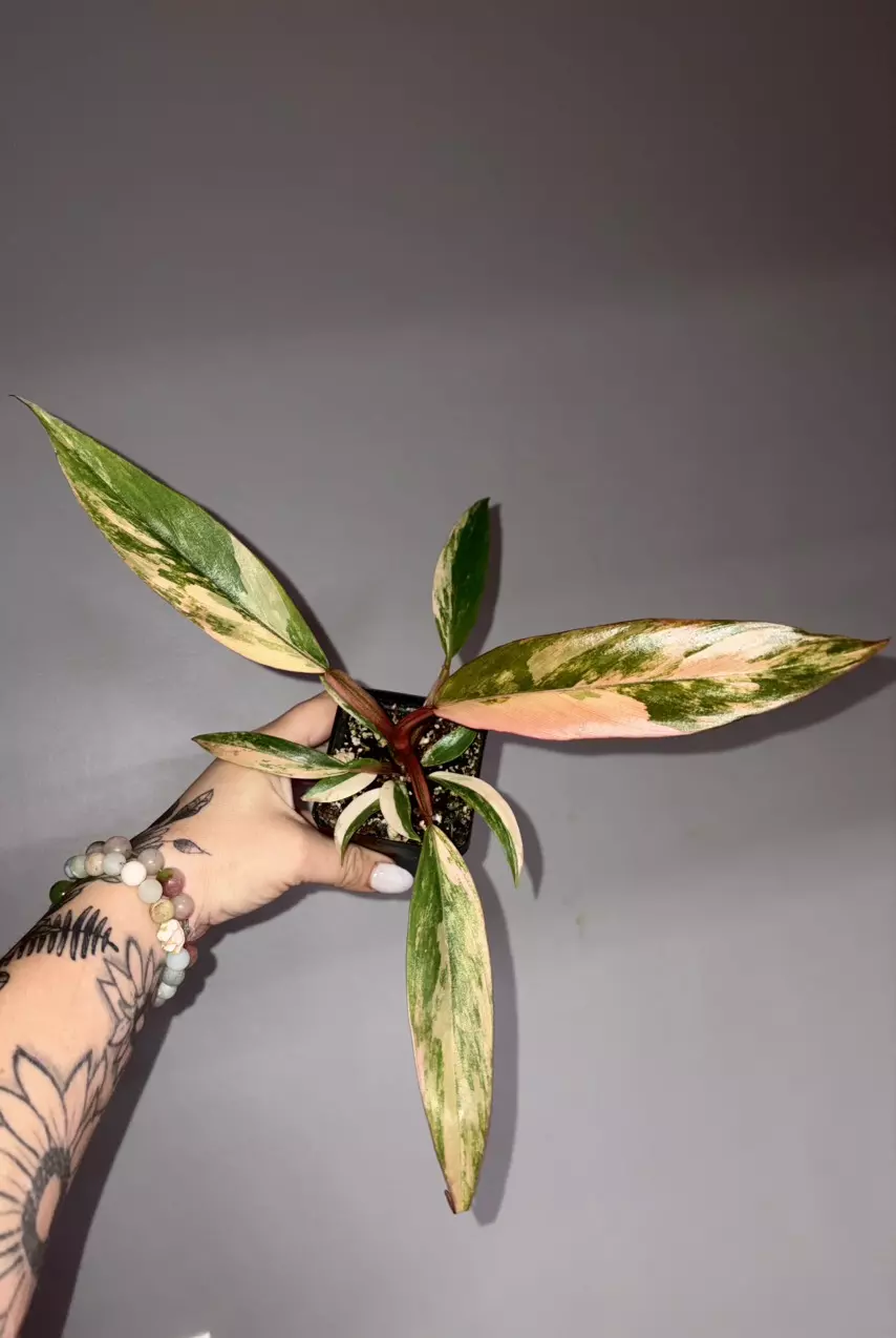 plant/Philodendron Caramel Marble-1