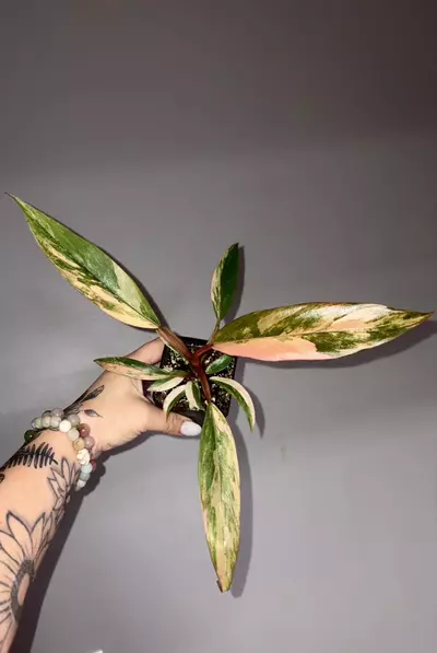 plant/Philodendron Caramel Marble-1-thumbnail