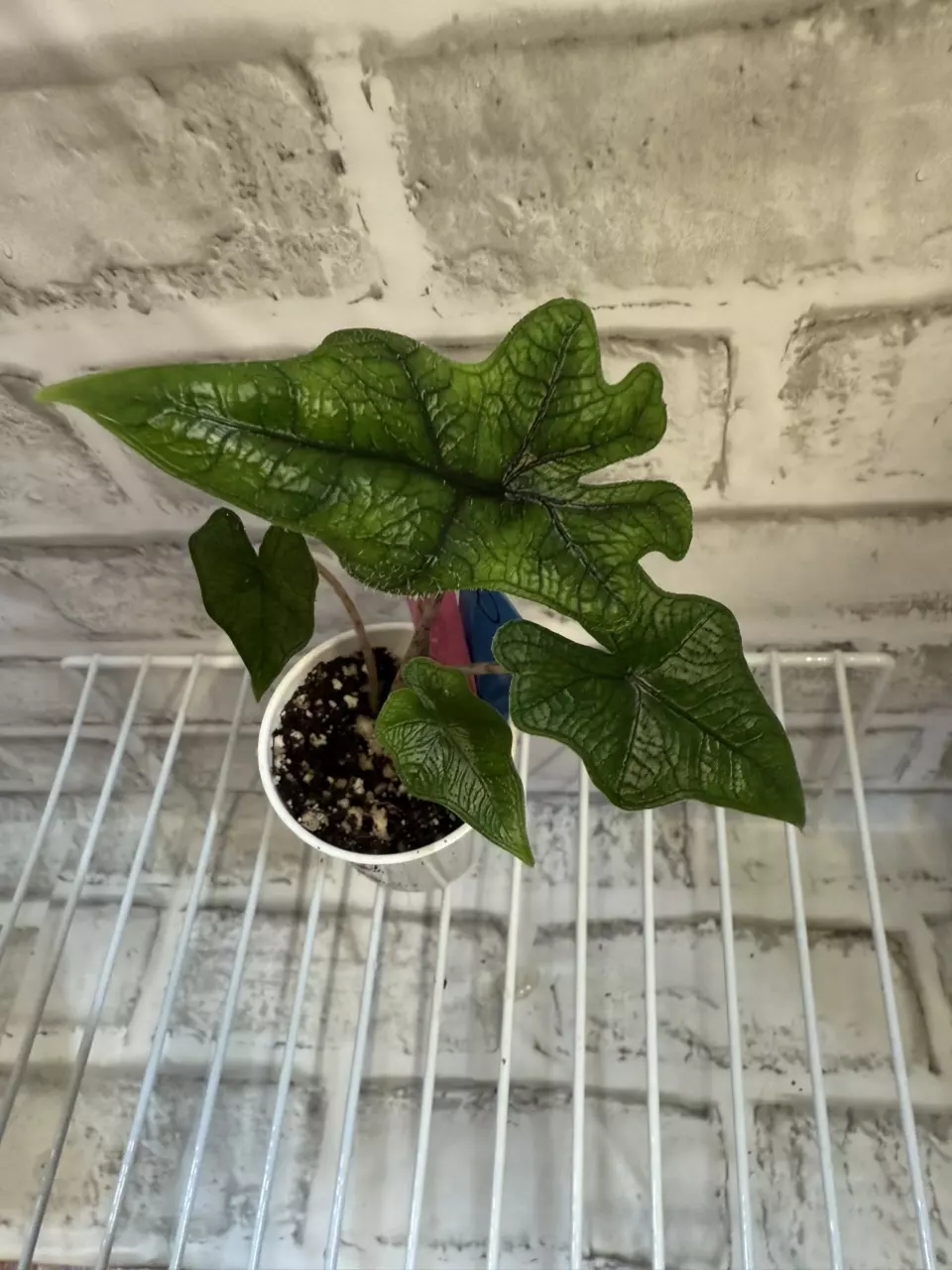 plant/Alocasia Jacklyn 2in pot D-0