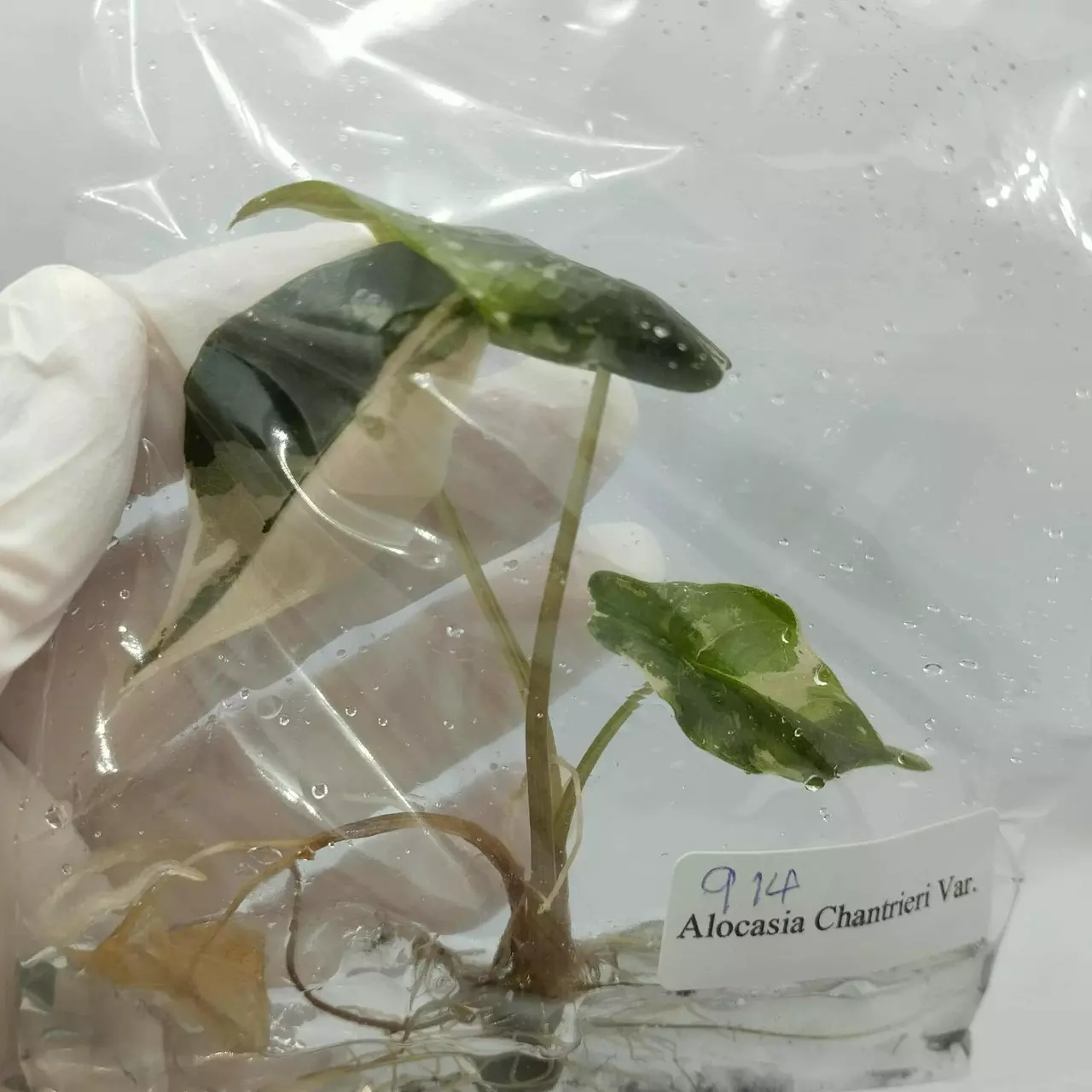 plant/pre-order Pink Chan buyers choice-1