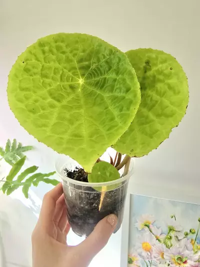 plant/Begonia Natunaensis-3-thumbnail