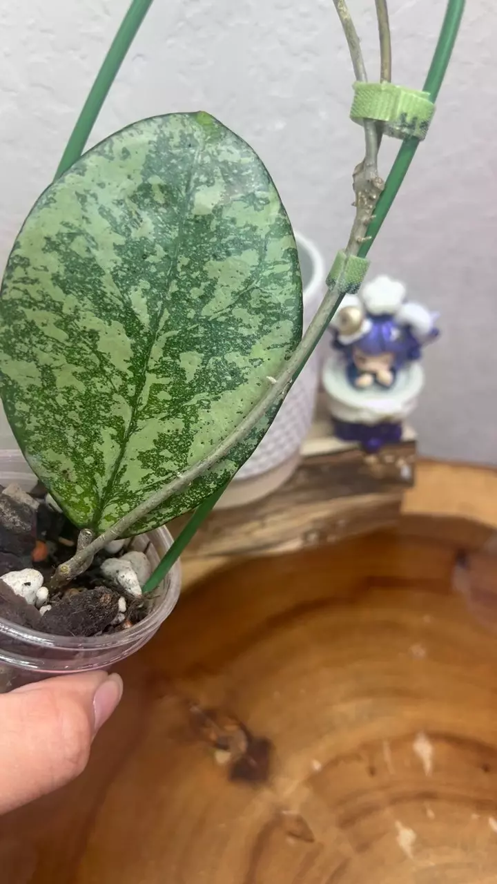 plant/crassipetolata x michele-1