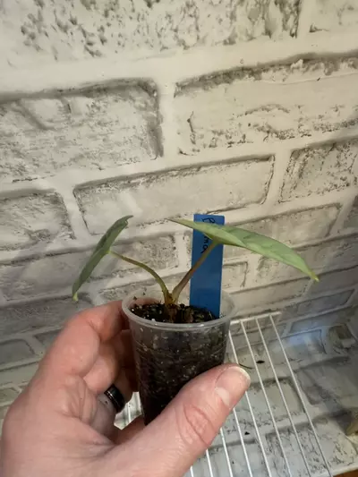 plant/Alocasia Bisma Platinum 2in pot B (corm grown)-1-thumbnail
