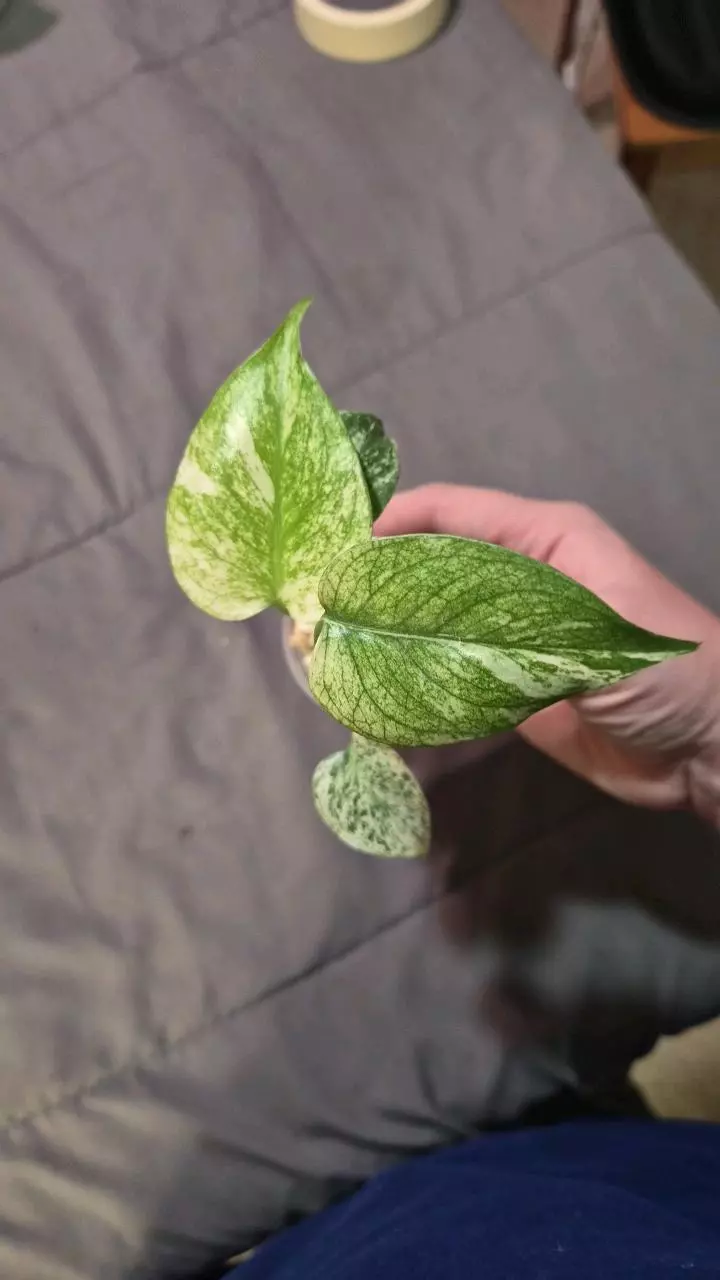 plant/Monstera Mint starter-0