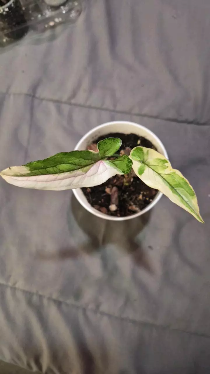 plant/Syngonium White Princess-0