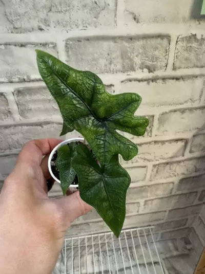 plant/Alocasia Jacklyn 2in pot D-2-thumbnail