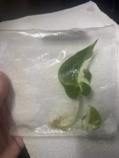 plant/Alocasia Regal Shield Albo TC Acclimated-1-thumbnail