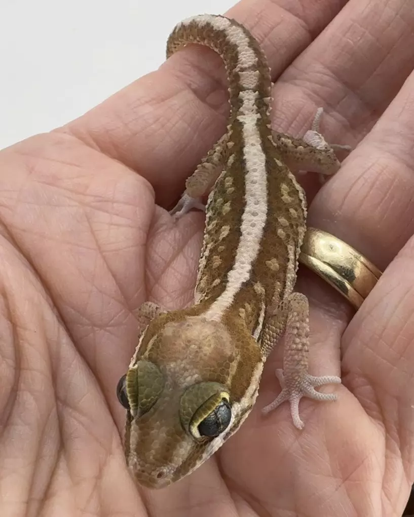 plant/Female 6.1g  Paroedura pictus gecko-1