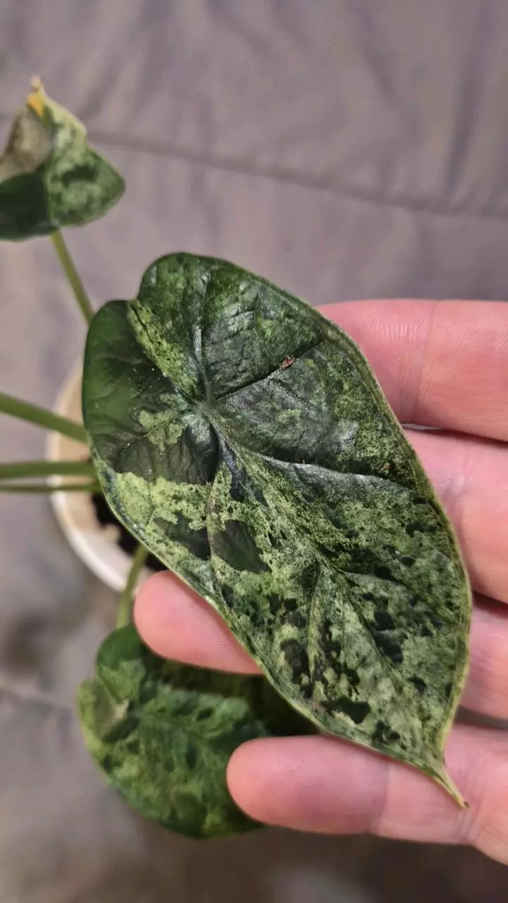 plant/Alocasia Dragon Scale Mint-2