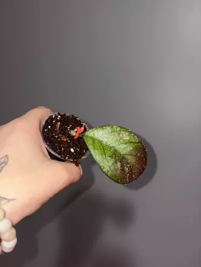 plant/Hoya CV Elvis-0-thumbnail