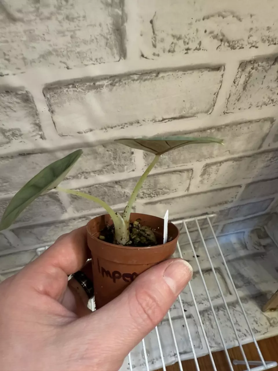 plant/Alocasia Nebula Imperialis 2in pot B (corm grown)-1