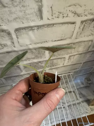 plant/Alocasia Nebula Imperialis 2in pot B (corm grown)-1-thumbnail