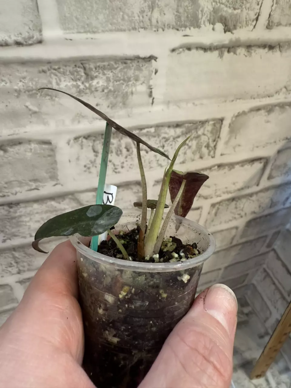 plant/Alocasia Polly Aurea 2in pot (from corm) B-1