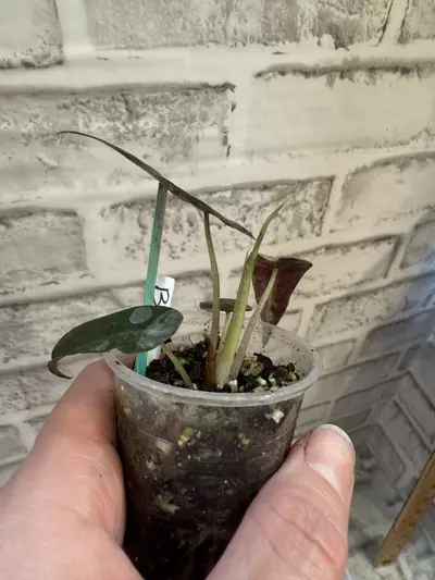 plant/Alocasia Polly Aurea 2in pot (from corm) B-1-thumbnail