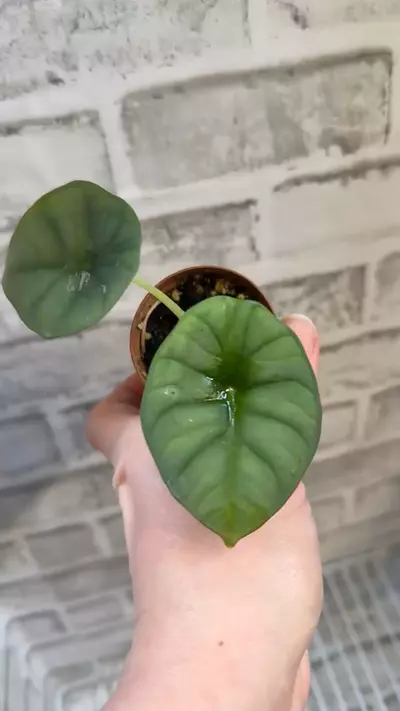 plant/Alocasia Nebula Imperialis 2in pot B (corm grown)-3-thumbnail