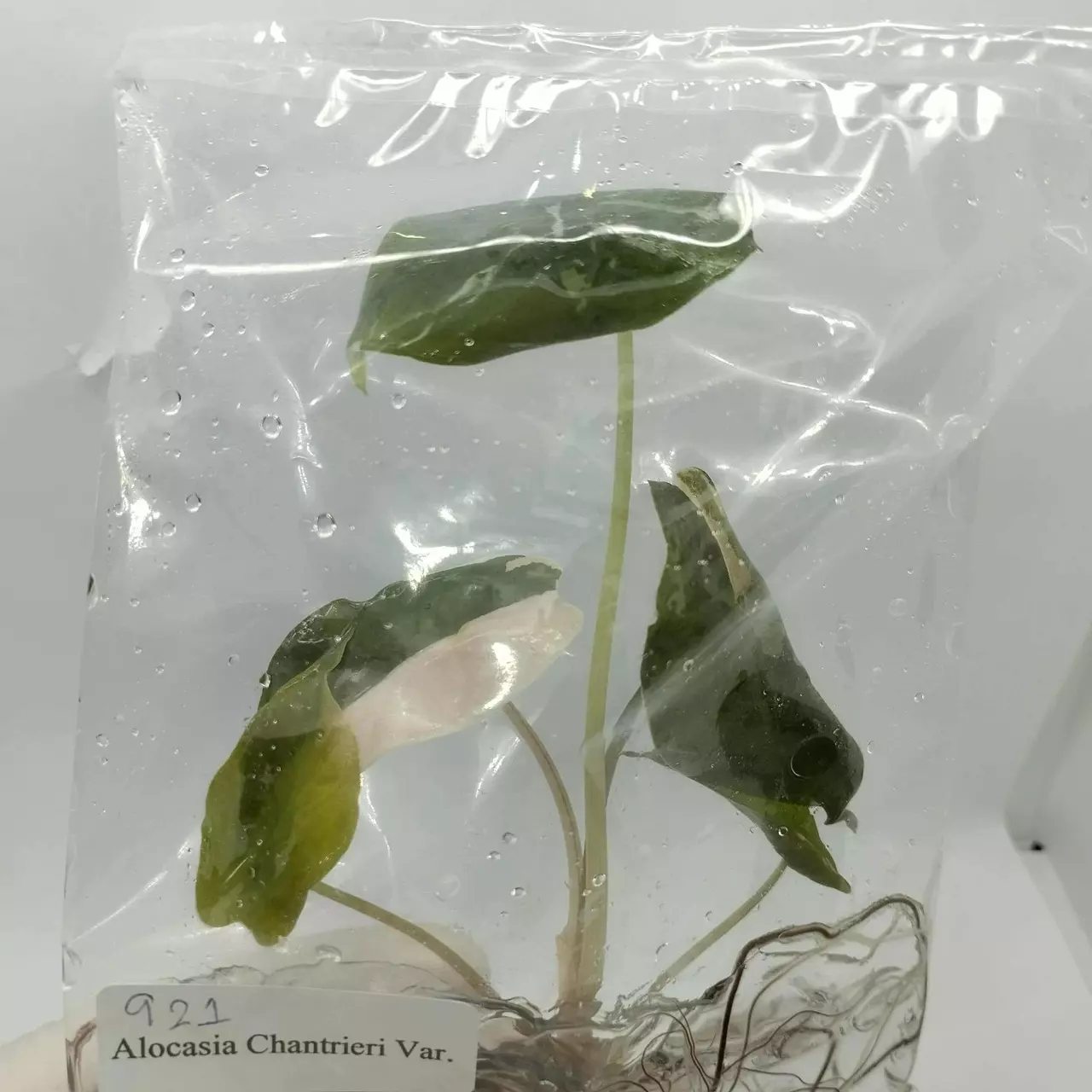 plant/pre-order Pink Chan buyers choice-8