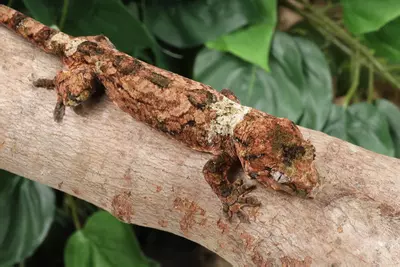 plant/CiJy0224-0-thumbnail