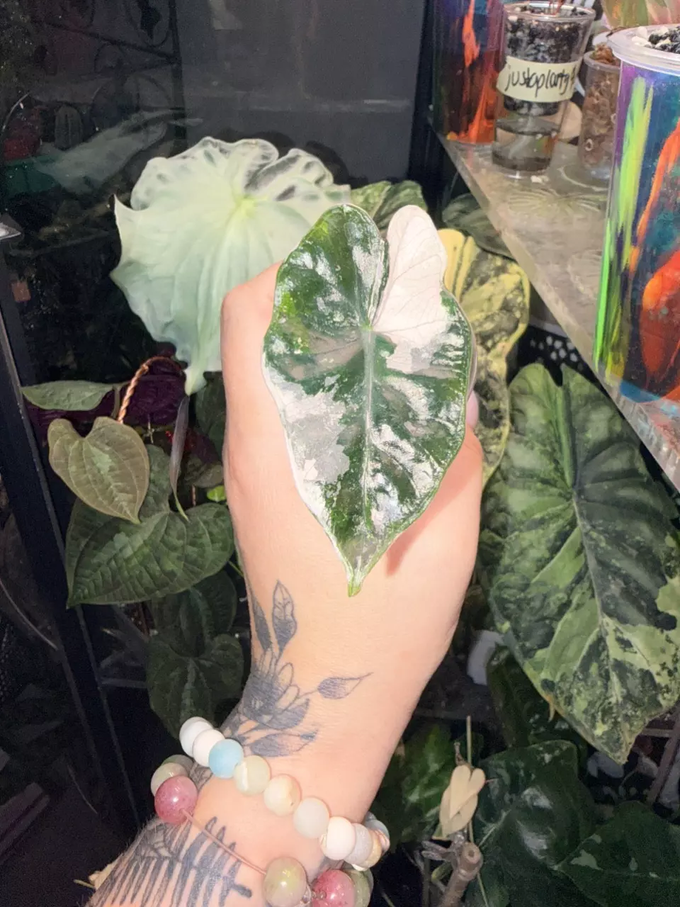 plant/Alocasia Pseudo pink Sanderiana bull variegated pup-0