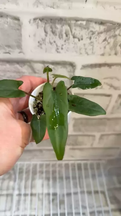 plant/Alocasia Lauterbachiana (from var. mother) 2in pot-3-thumbnail