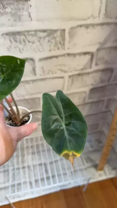 plant/Alocasia Ivory Coast 2in pot D-4-thumbnail