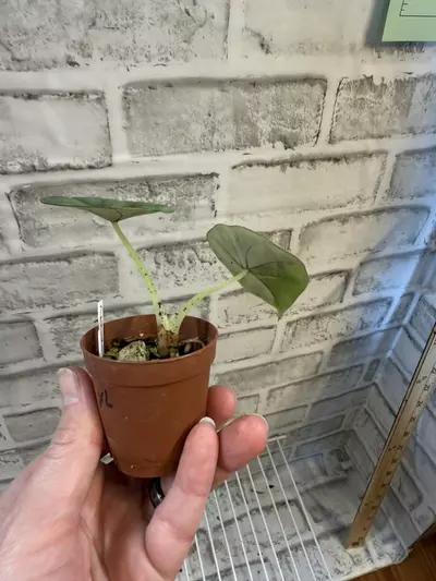 plant/Alocasia Nebula Imperialis 2in pot B (corm grown)-2-thumbnail