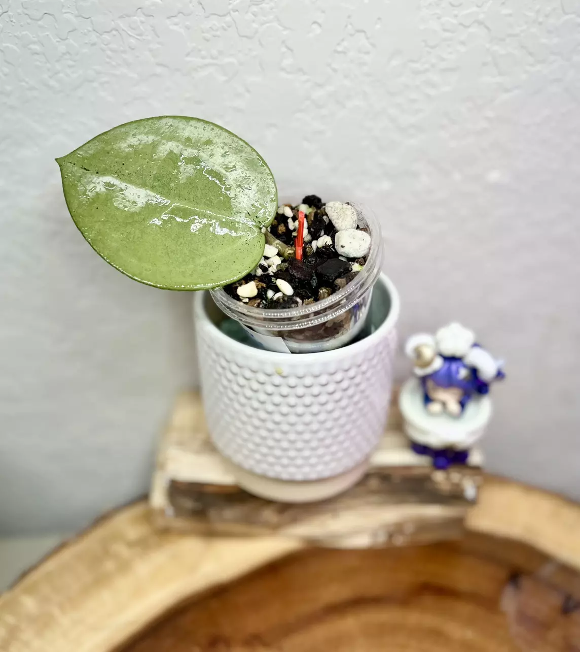 plant/Verticillata silver 🩶 heart-0