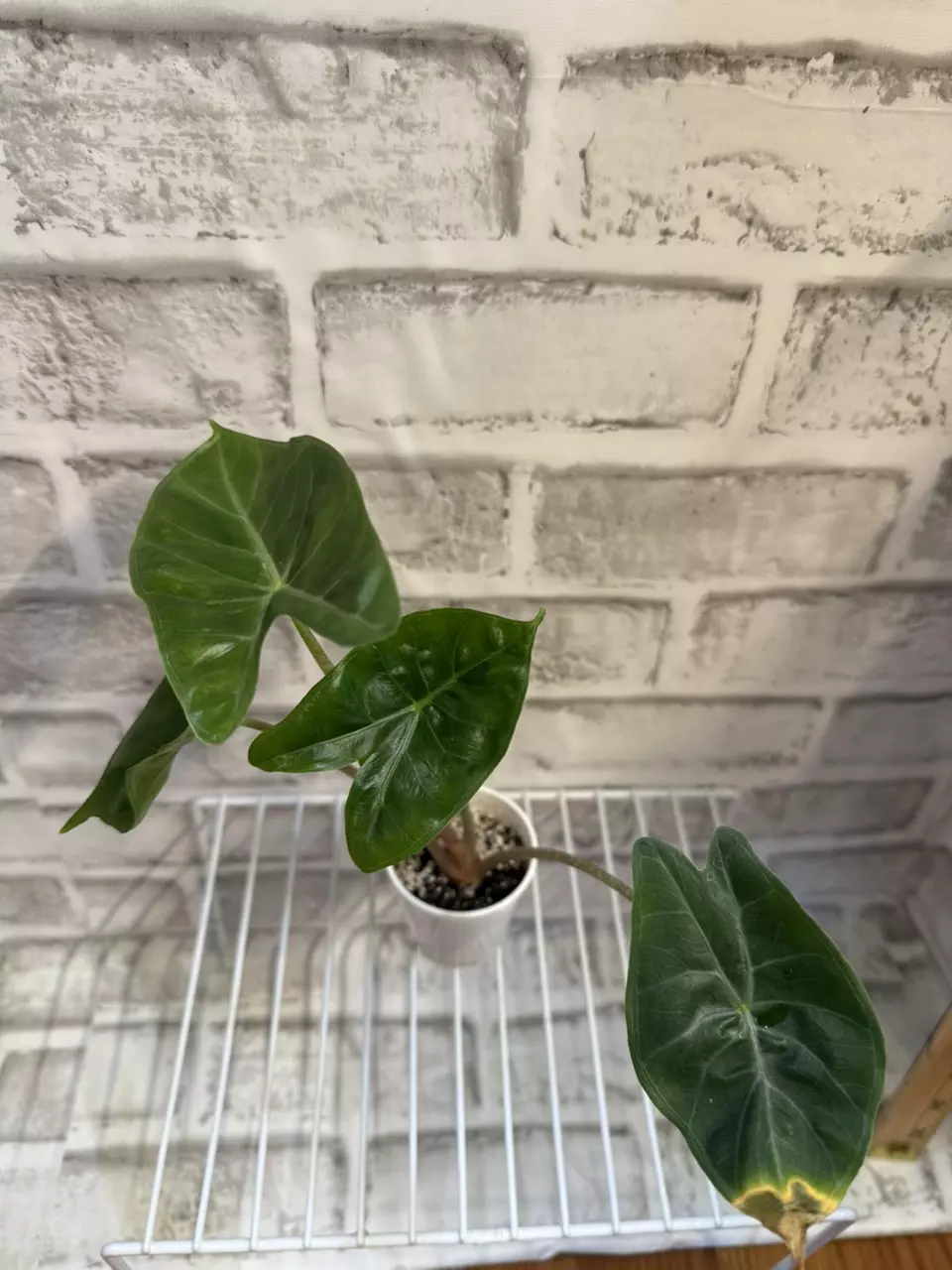 plant/Alocasia Ivory Coast 2in pot D-0