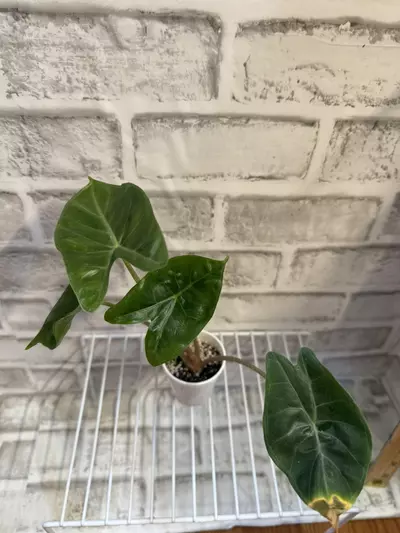 plant/Alocasia Ivory Coast 2in pot D-0-thumbnail