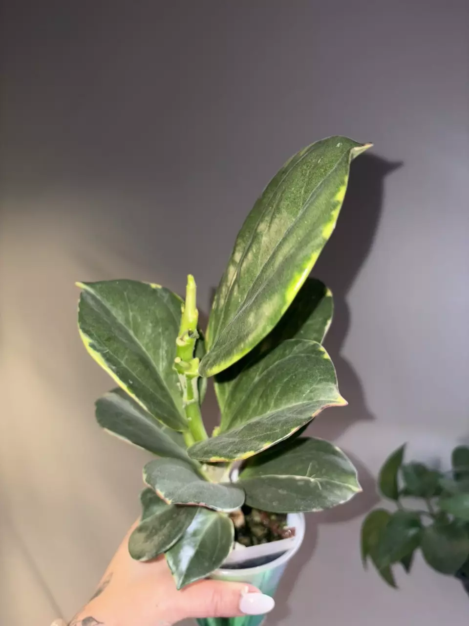 plant/Hoya Pachyclada Albo-1