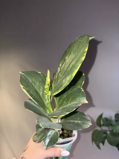 plant/Hoya Pachyclada Albo-1-thumbnail