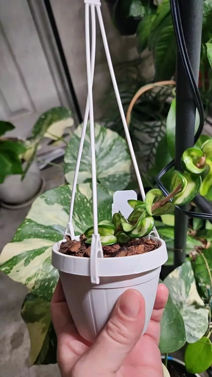 plant/Hoya Mauna Loa-2