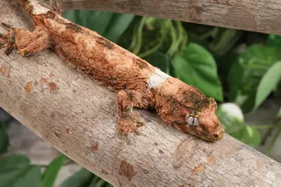 plant/YoPr0224-0-thumbnail