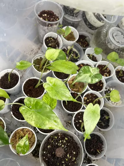 plant/Variegated Alocasia Tyrion Pups-1-thumbnail