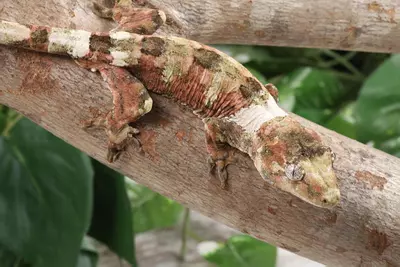 plant/VhRo0224 male-3-thumbnail