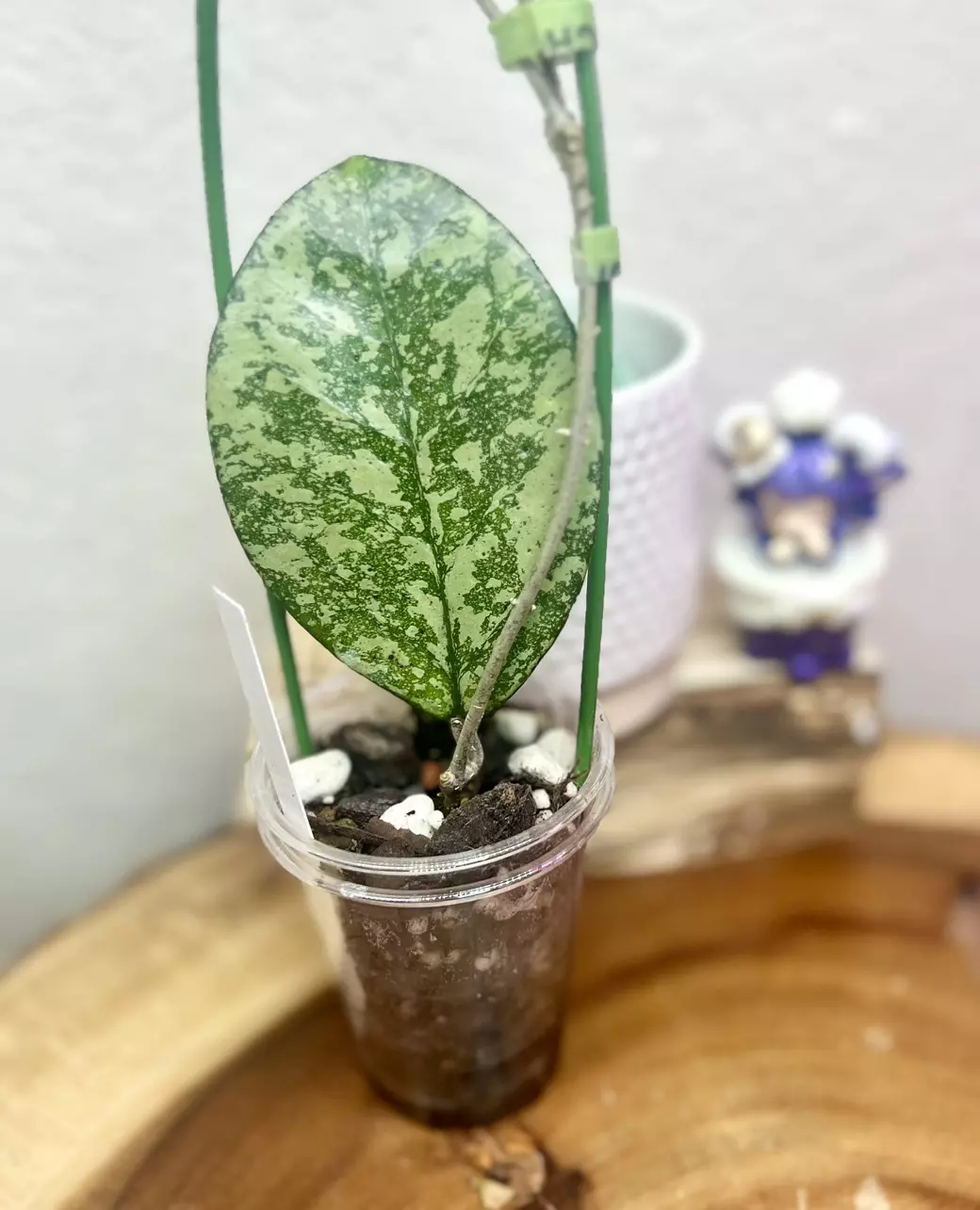 plant/crassipetolata x michele-0