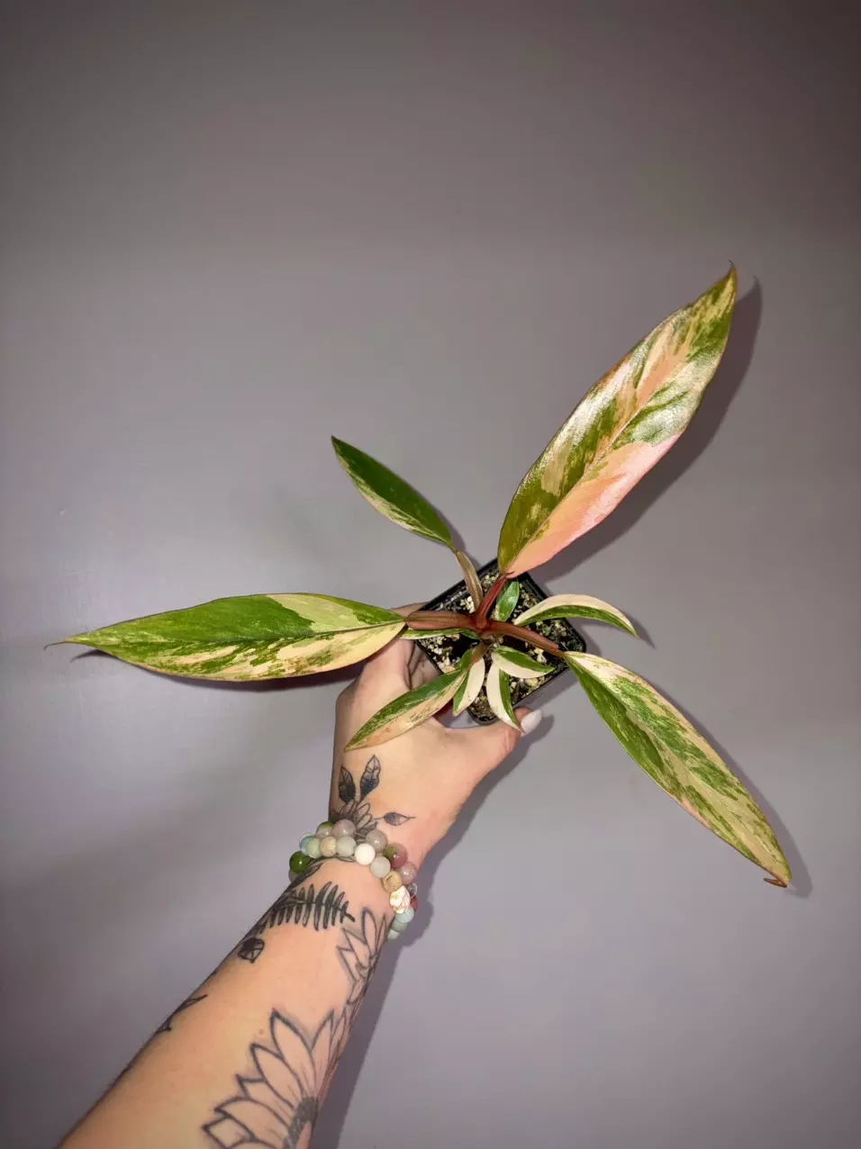 plant/Philodendron Caramel Marble-0