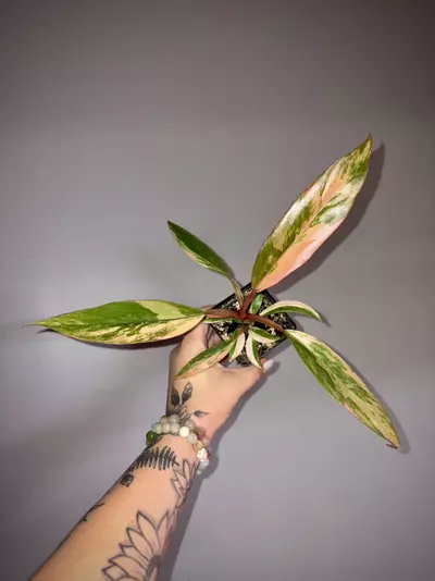 plant/Philodendron Caramel Marble-0-thumbnail