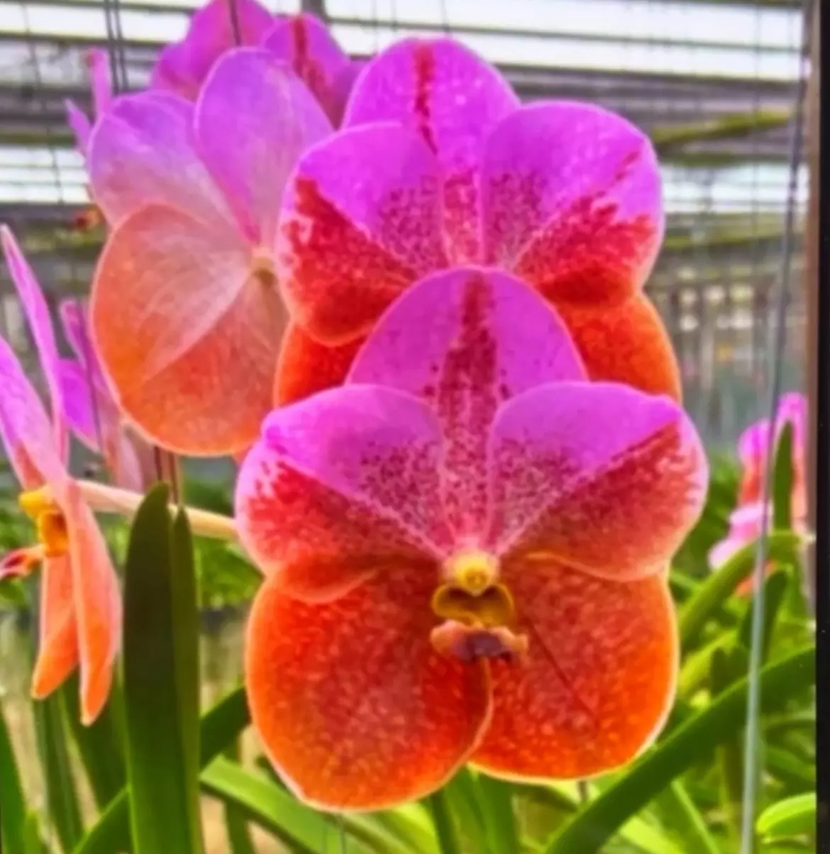 plant/vanda taweesuksa x jimmy miller- orchid blooming size plantp-0