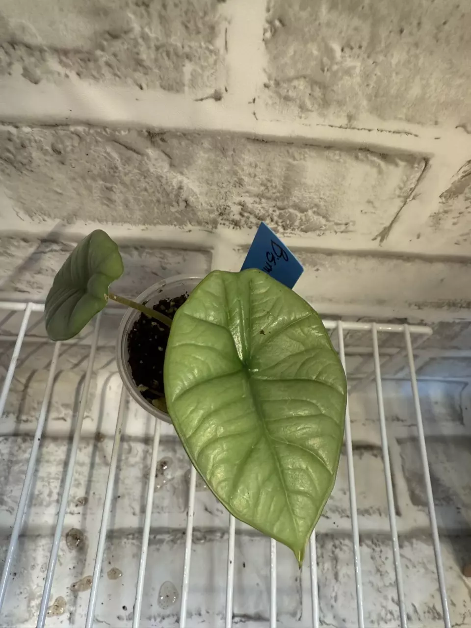 plant/Alocasia Bisma Platinum 2in pot B (corm grown)-0
