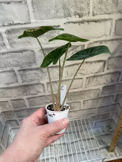 plant/Alocasia Ivory Coast 2in pot C-1-thumbnail
