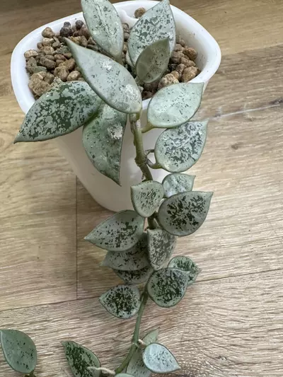 plant/Hoya leopard skin-4-thumbnail