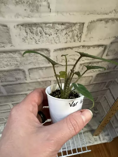 plant/Alocasia Lauterbachiana (from var. mother) 2in pot-1-thumbnail